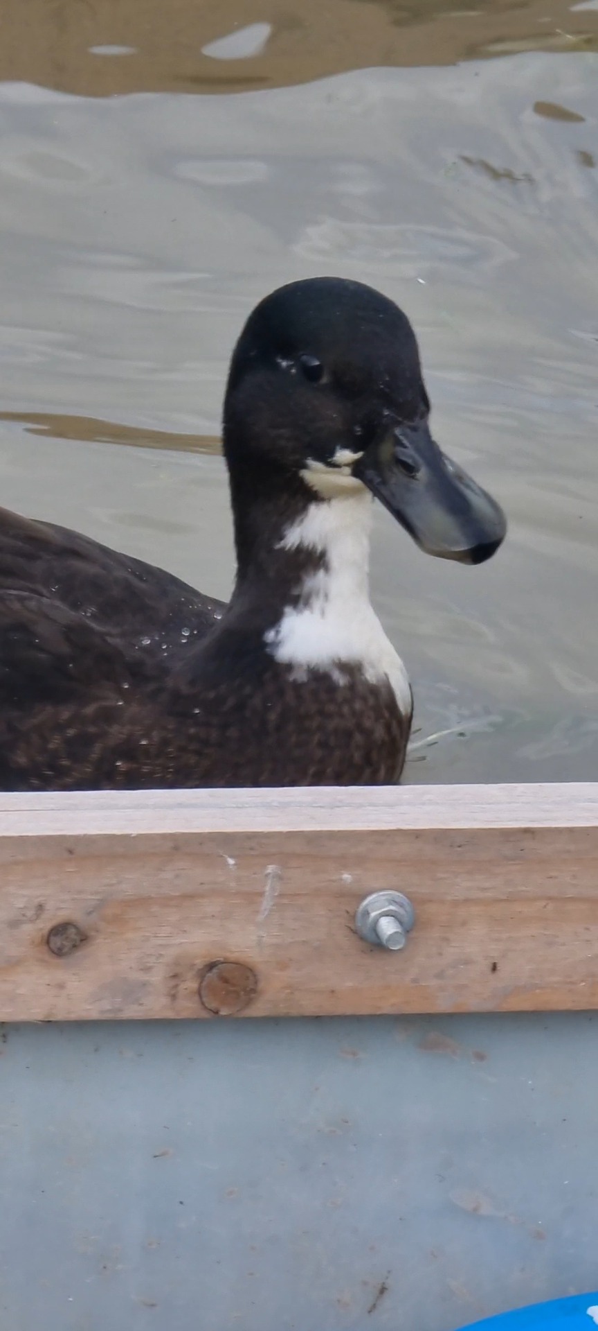 Lerhedens Kapten Krok