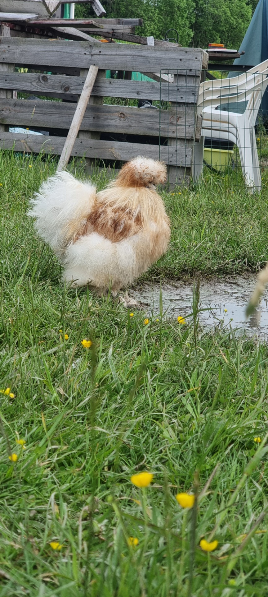 Lill-Ove Flocken