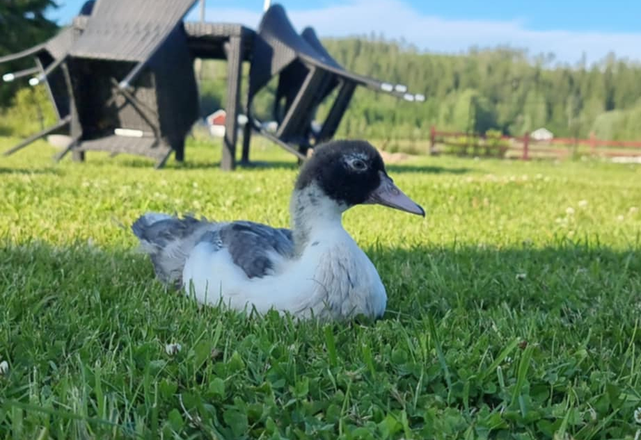 Lerhedens Raggsockan