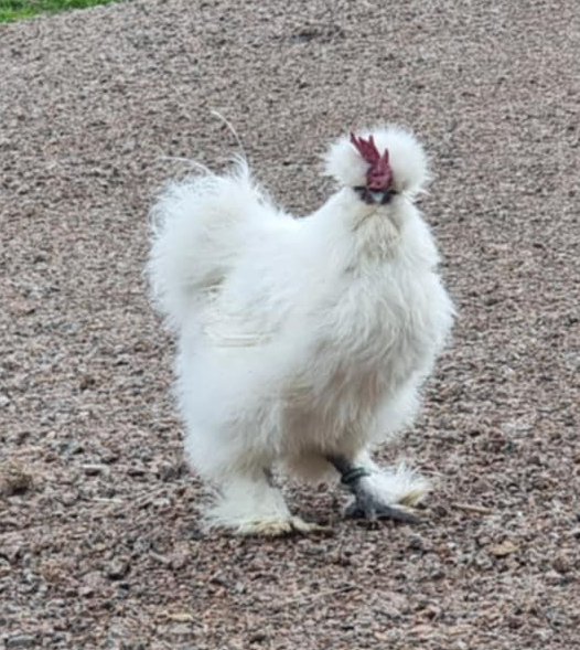 Tuppflocken