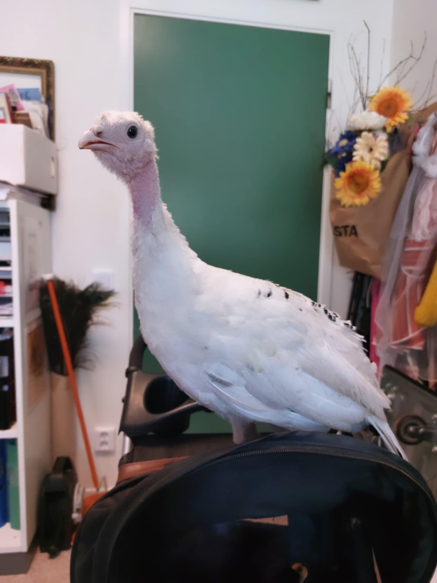 Bet on Destiny "Betty"