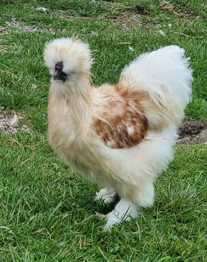 Lerhedens HeiHei