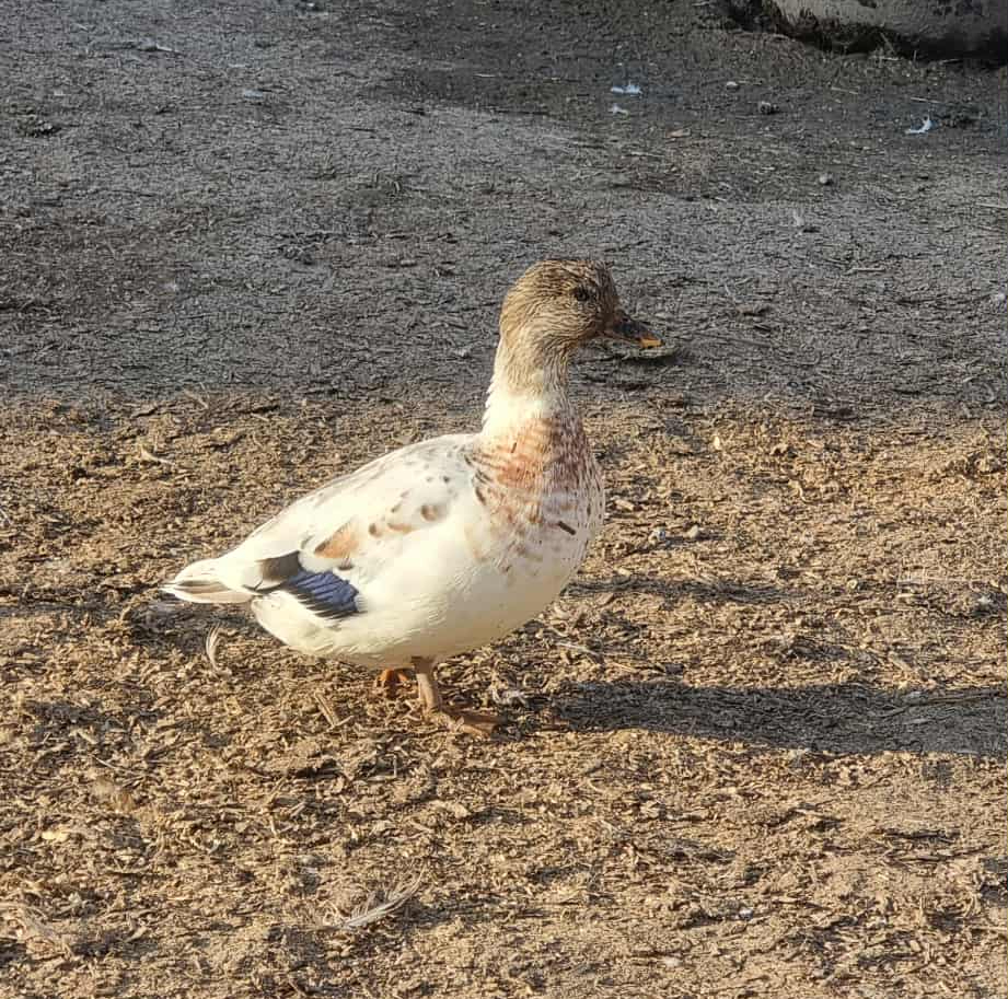 Isa från Gungsebacken