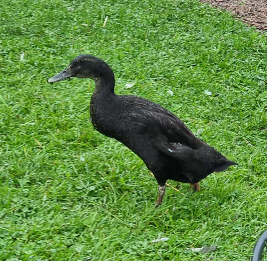 Lerhedens Maybellene i Hofteholder "Maisie"