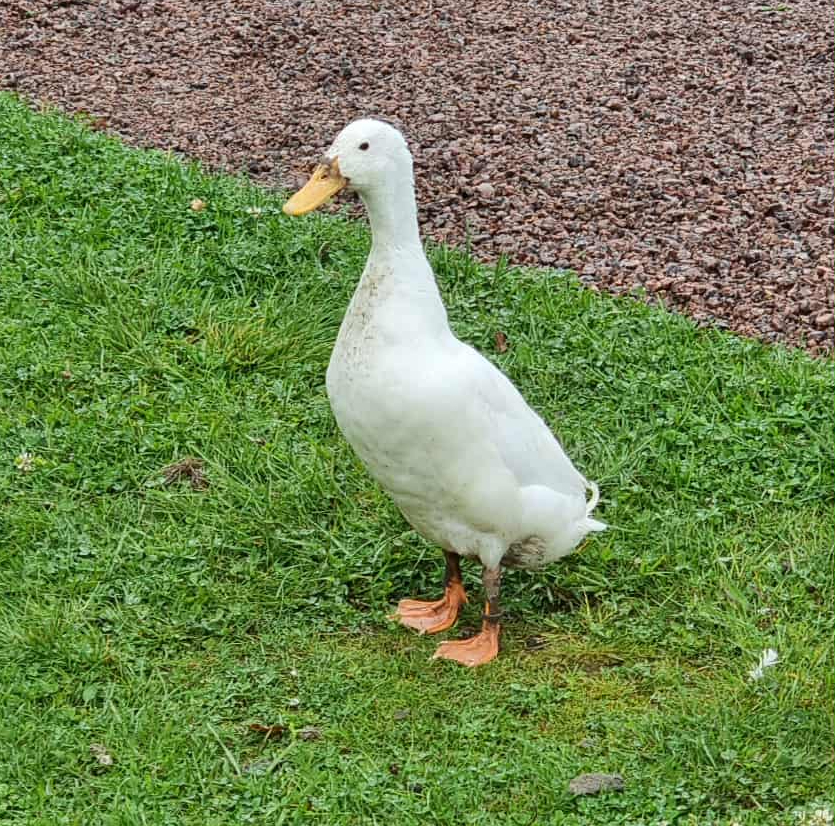 Shotgun Blues "Gunnar"