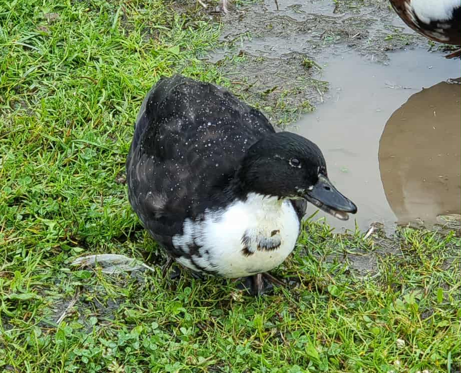 Irma från Gungsebacken