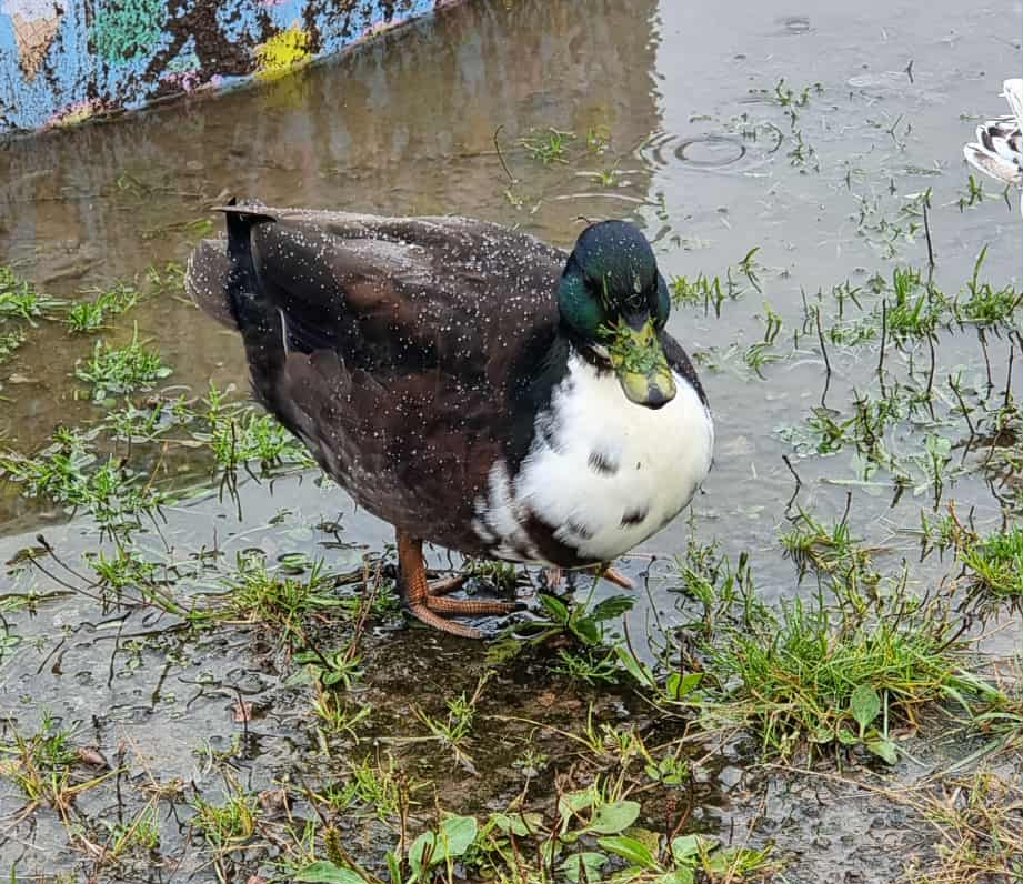 Ivan från Gungsebacken