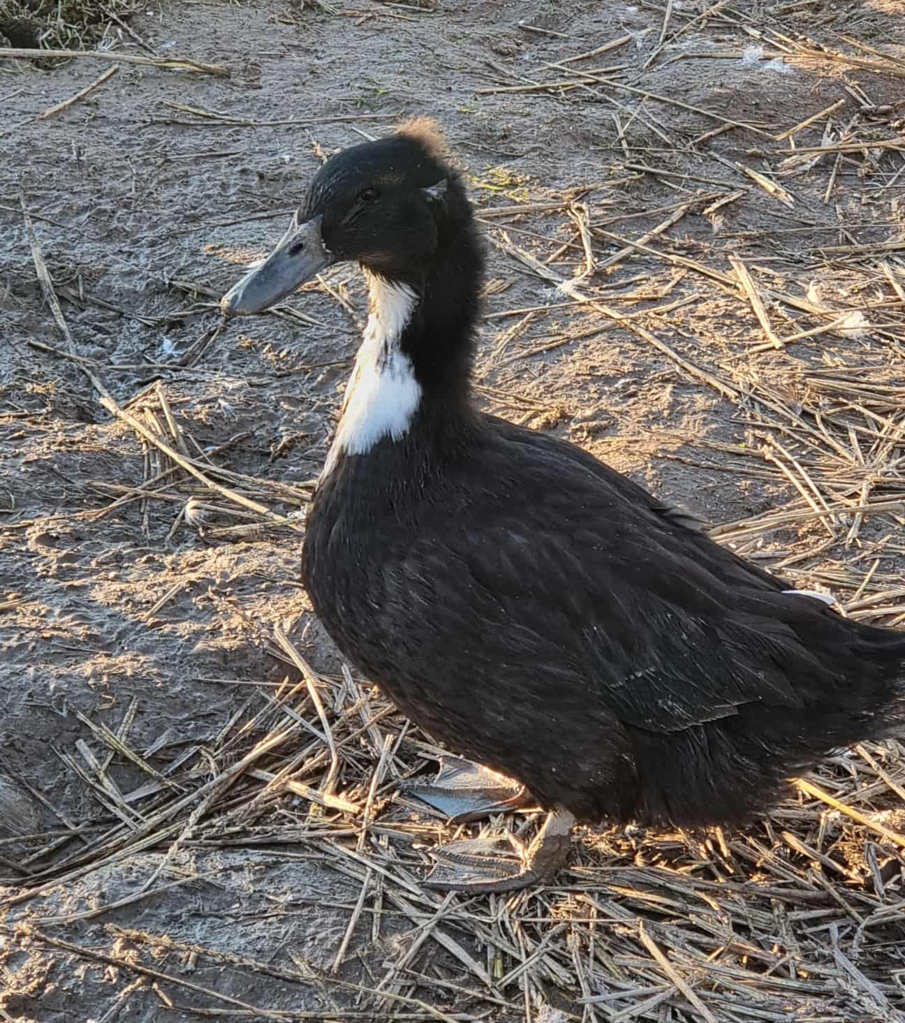 Lerhedens Maria Lang