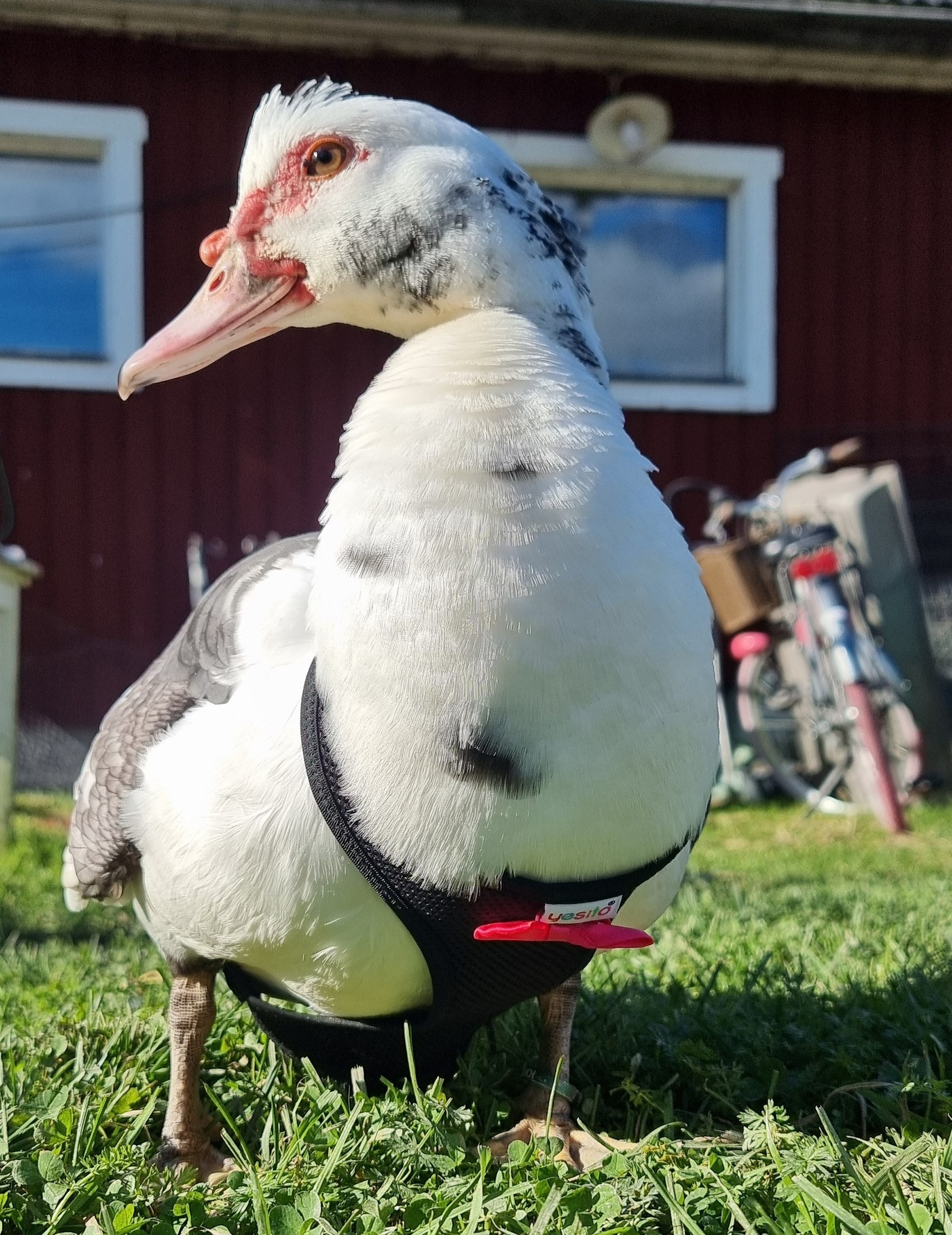 Lerhedens Raggsockan