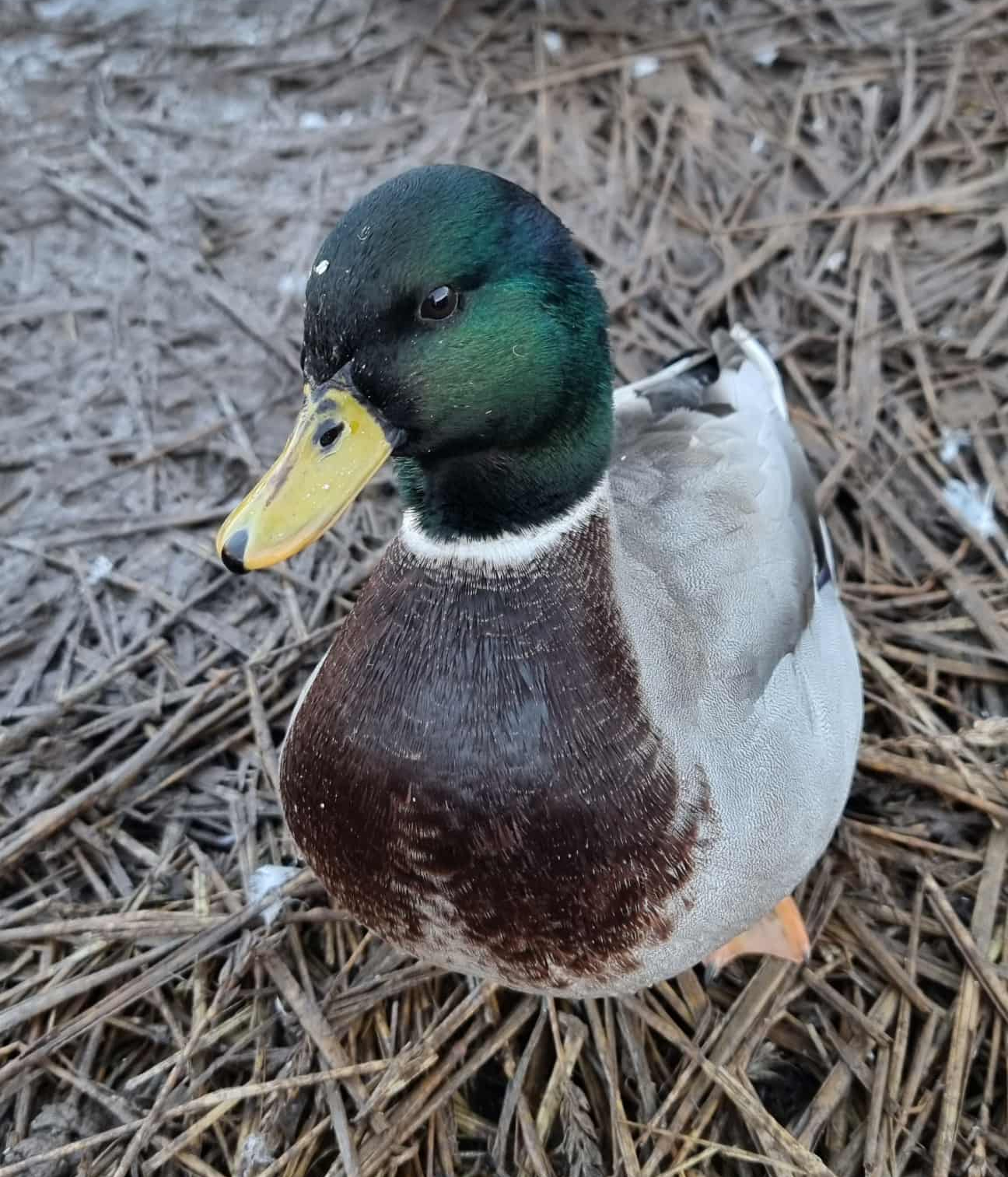 Lerhedens Keelord "Kiro"
