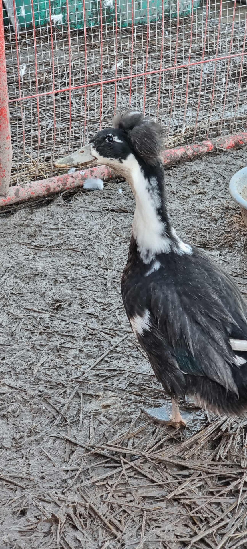 Lerhedens Jesse Garon