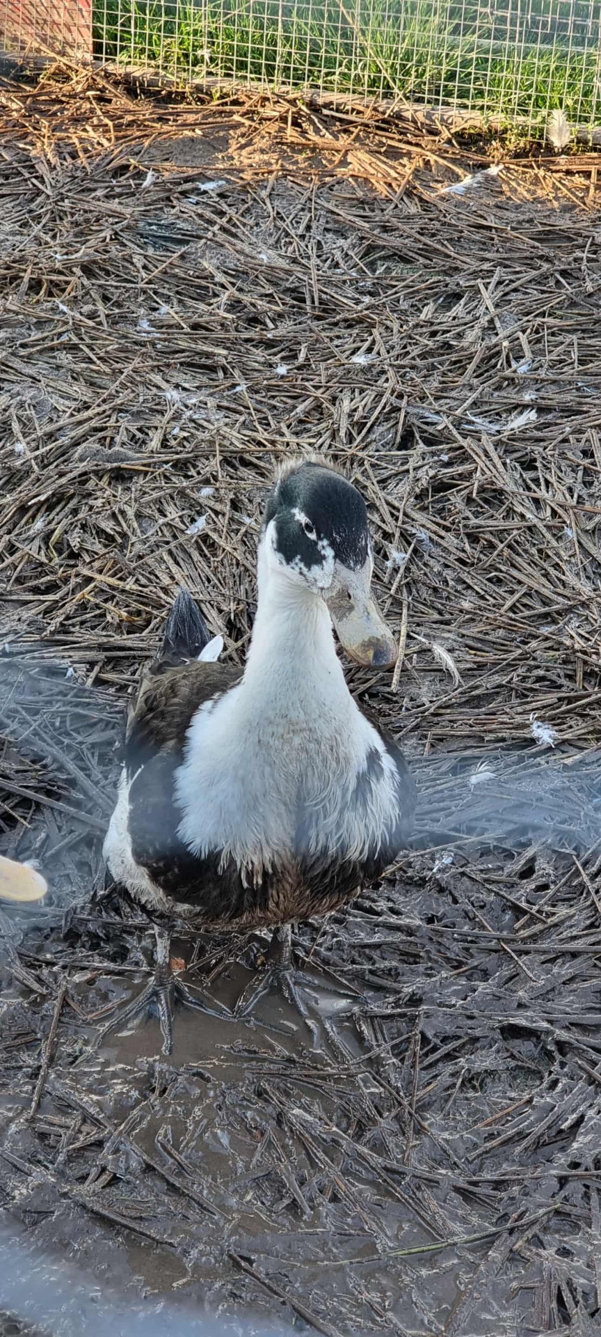 Lerhedens Bossa Nova Baby "Bosse"