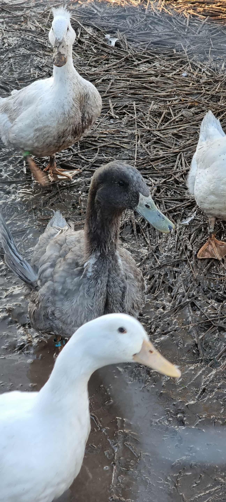 Lerhedens Blue Suede Shoes "Blue"