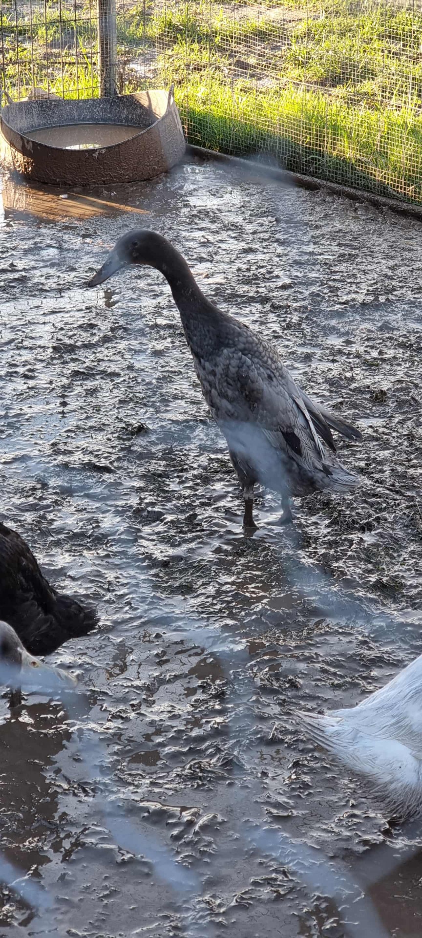 Lerhedens Doc Holiday