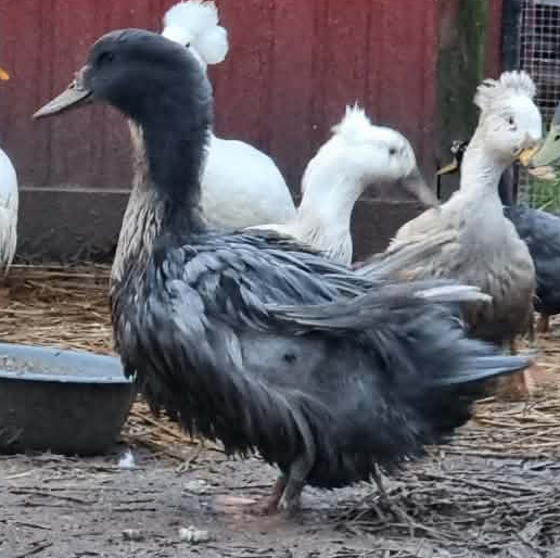 Lerhedens Don't Be Cruel "Donny"