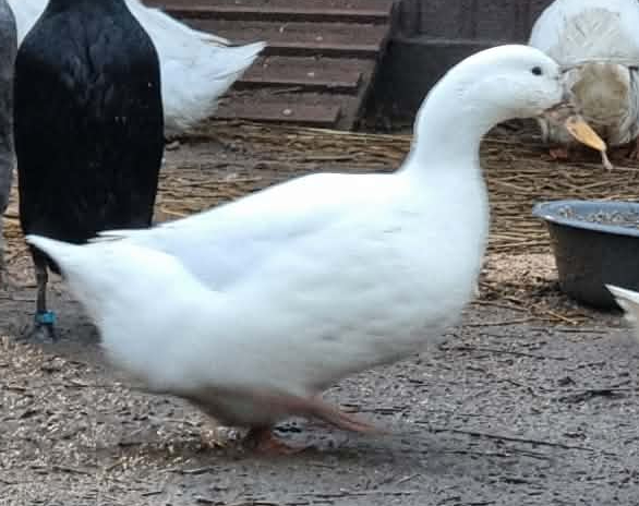 Lerhedens Devil In Disguise "Diana"