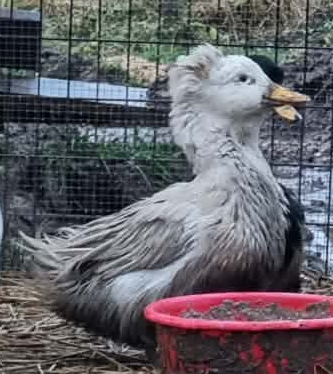 Lerhedens Jailhouse Rock "Rocky"