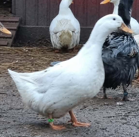 Lerhedens Love Me Tender "Tindra"