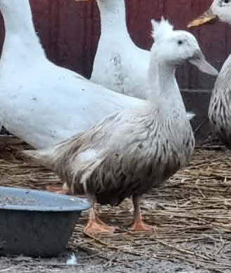 Lerhedens His Latest Flame "Fanny"