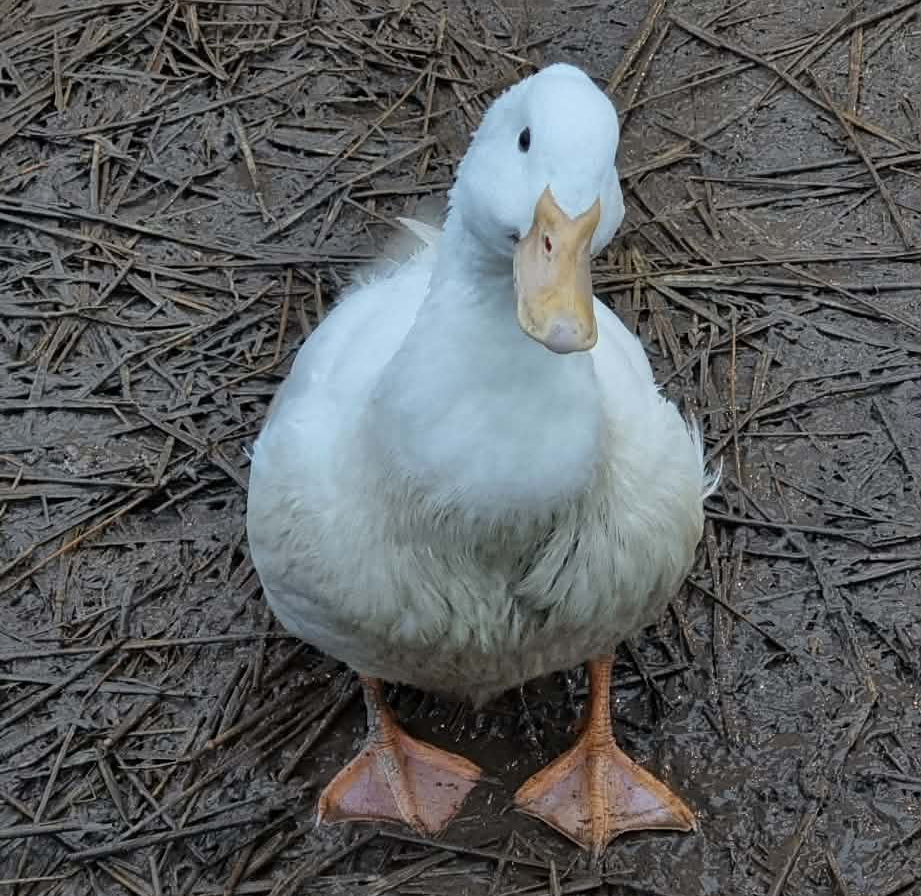 Lerhedens Burning Love "Binoo"