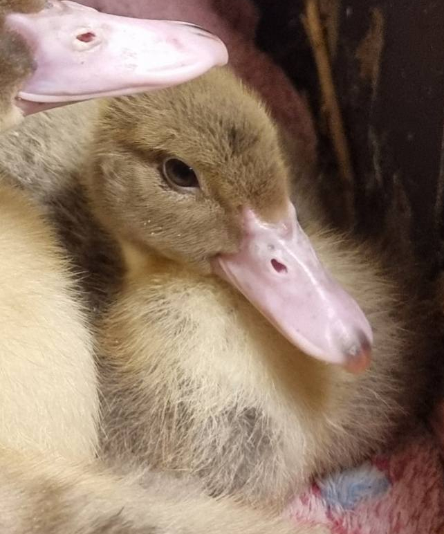 Lerhedens Born Of Everlasting Healing "Eira"