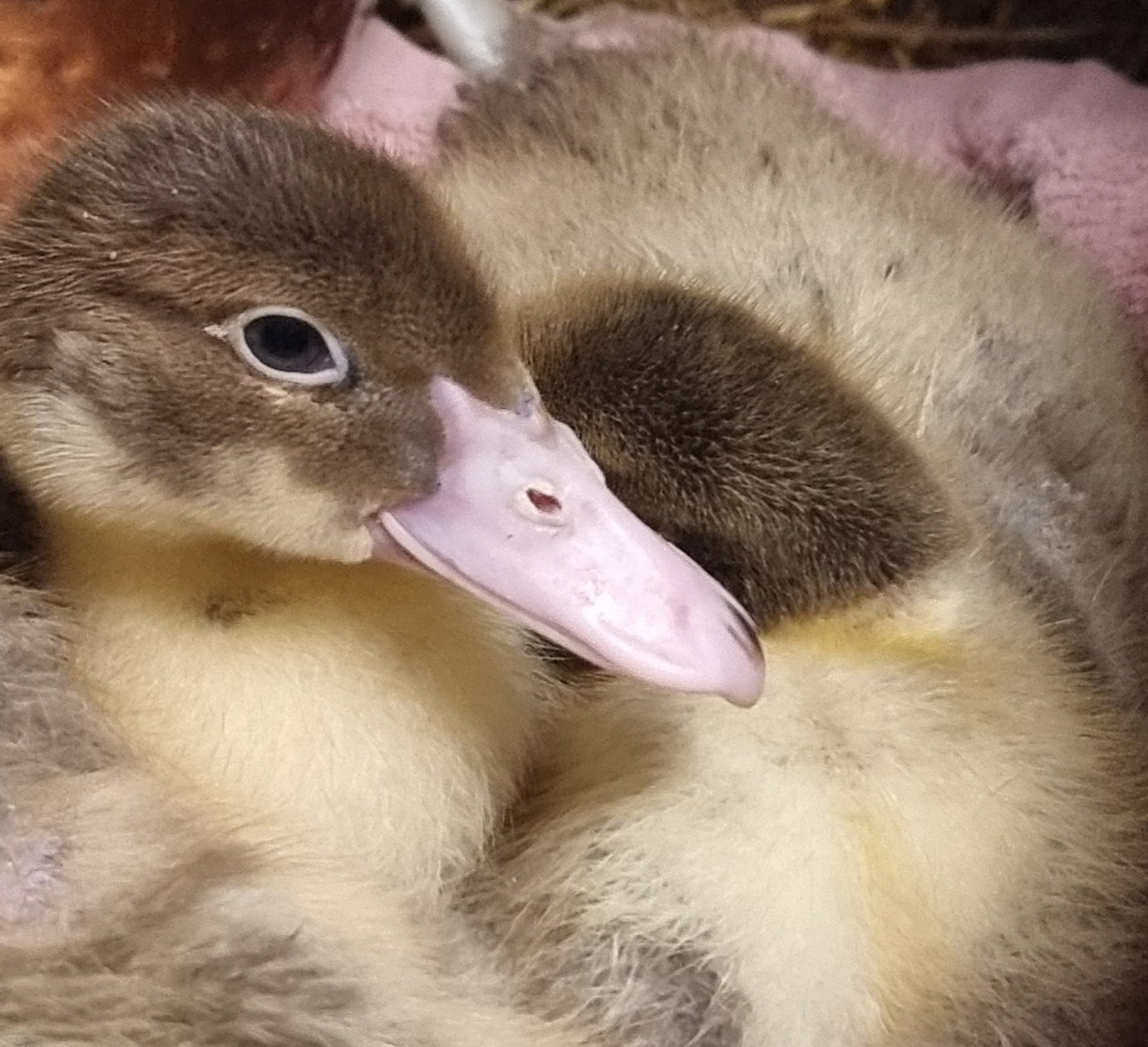 Lerhedens Rhytm Of Havanna "Havanna"