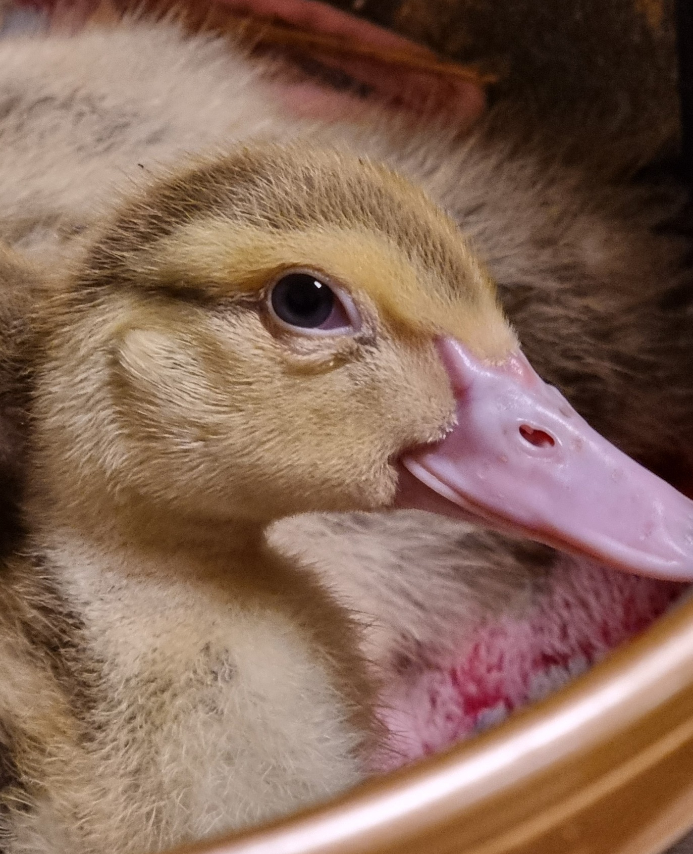 Lerhedens Born Of Silver Ashes "Aska"