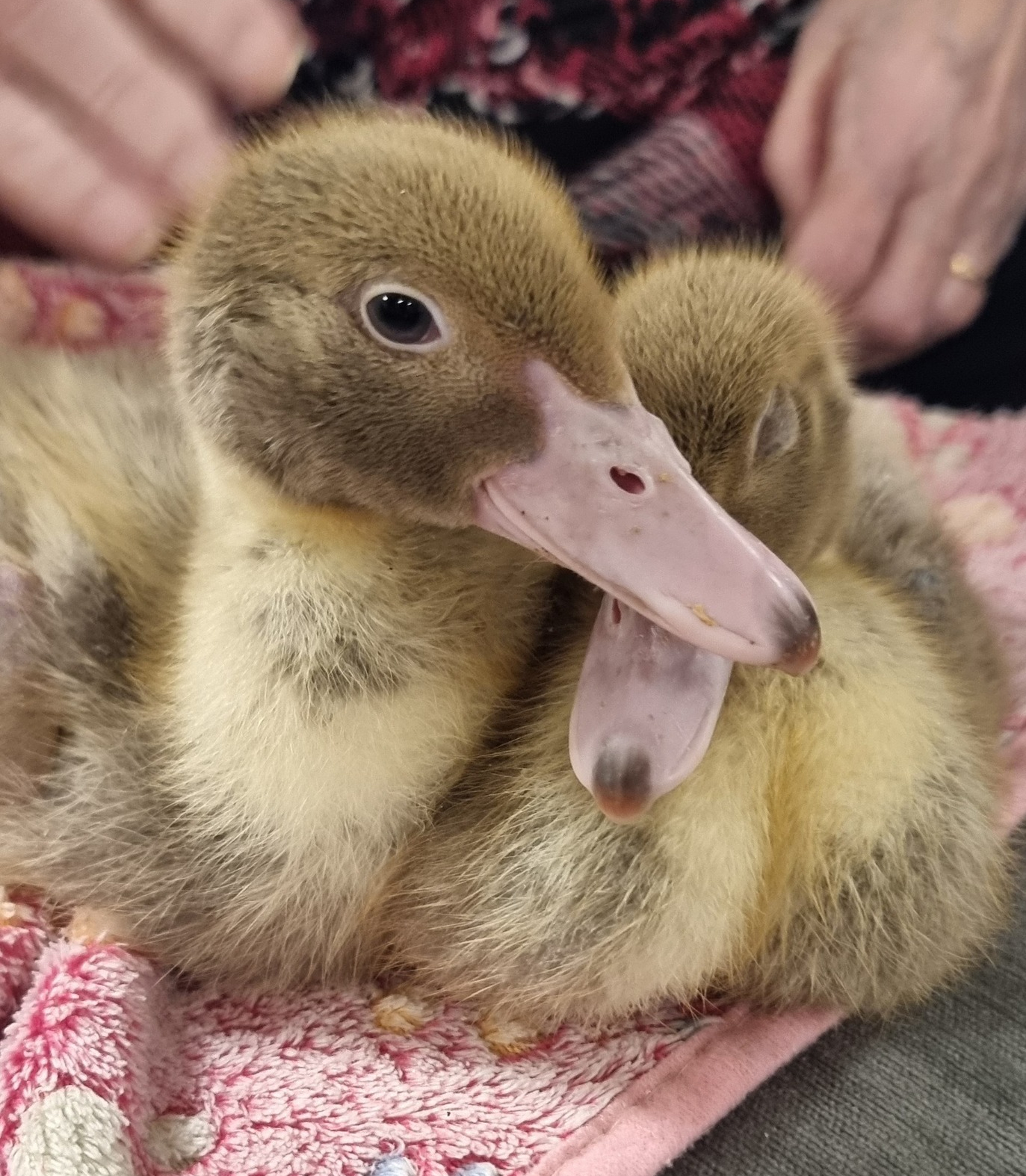 Lerhedens Rise Like A Phoenix "Fenix"