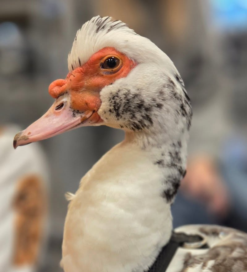 Lerhedens Raggsockan