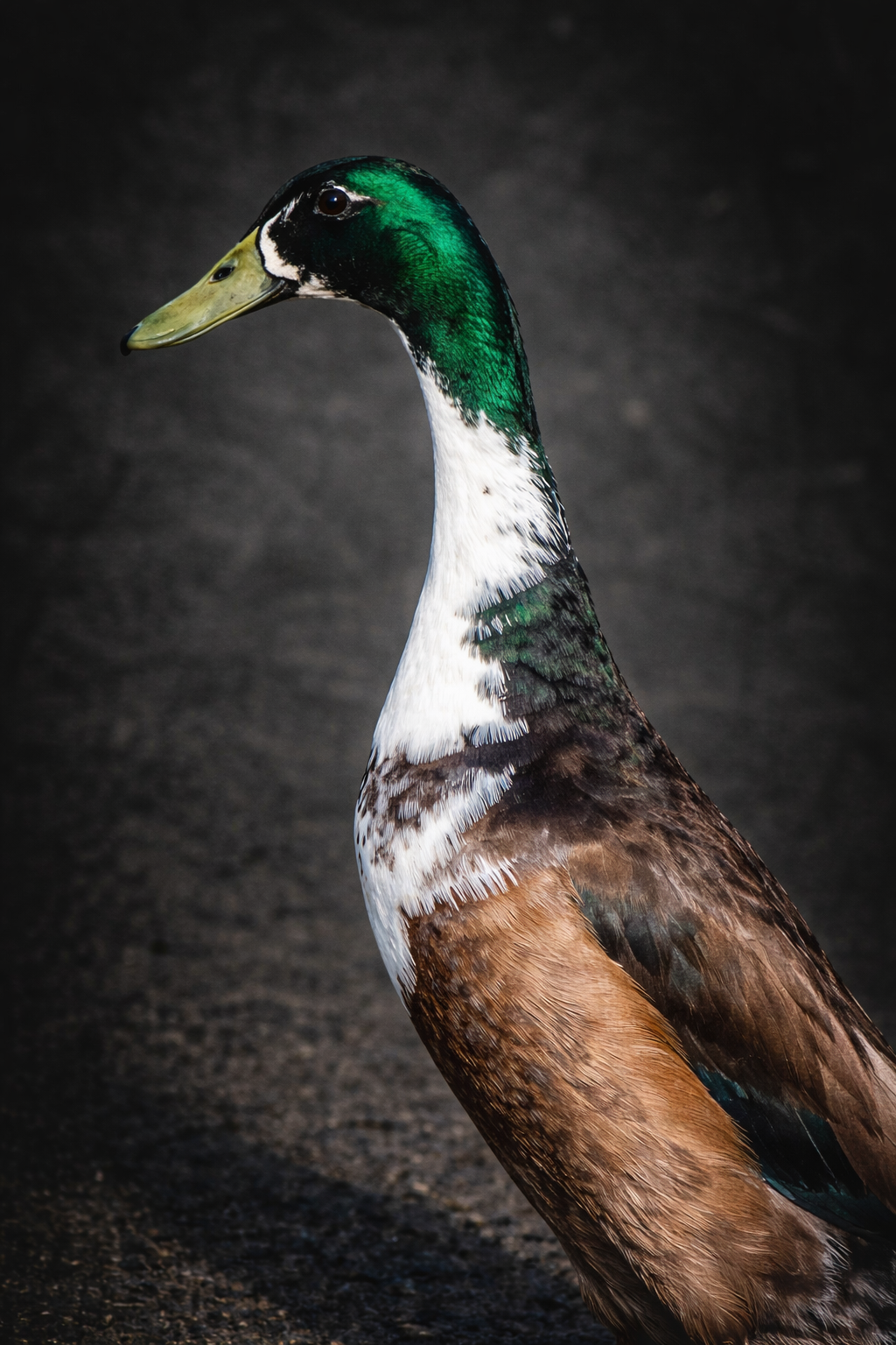 Lerhedens Let it Burn "Bernie"