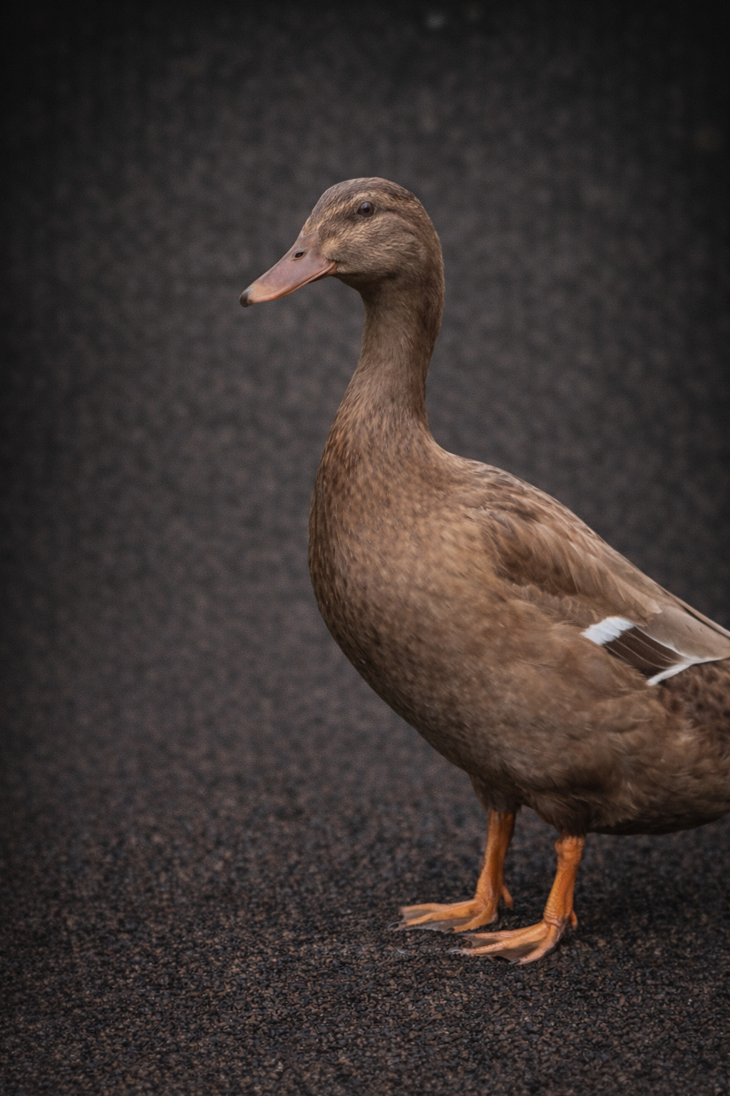 Maybe I Believe "Belle"