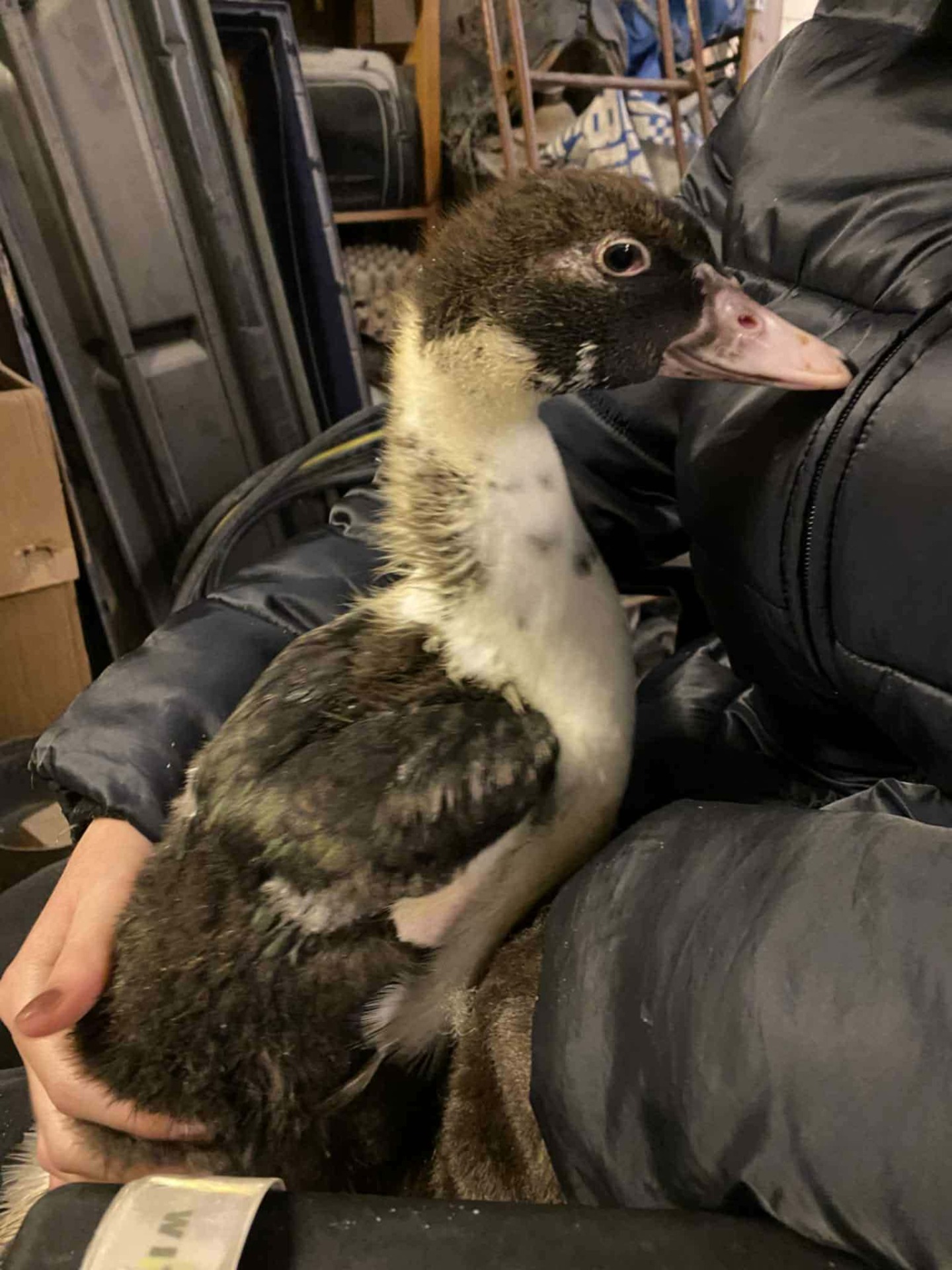 Lerhedens Helm Of Steady Honor "Hermann"