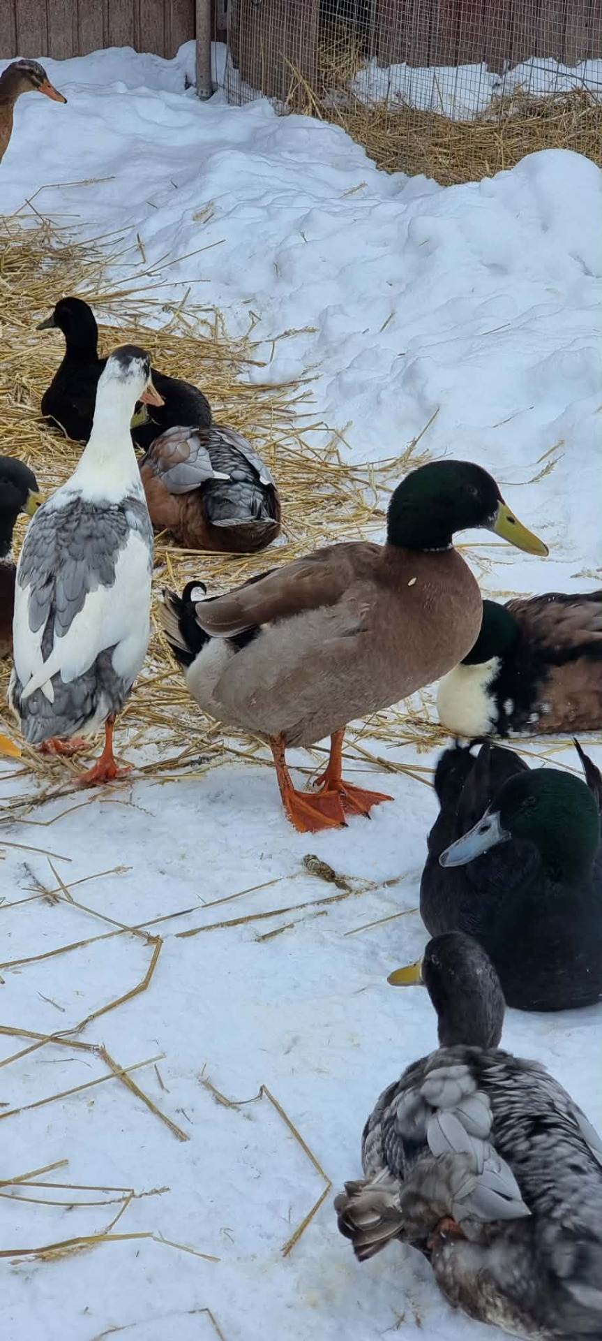 The Devil's Bleeding Crown "Boss"