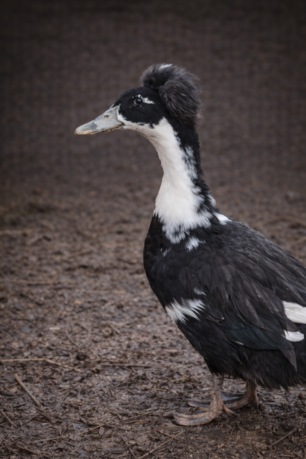 Lerhedens Jesse Garon