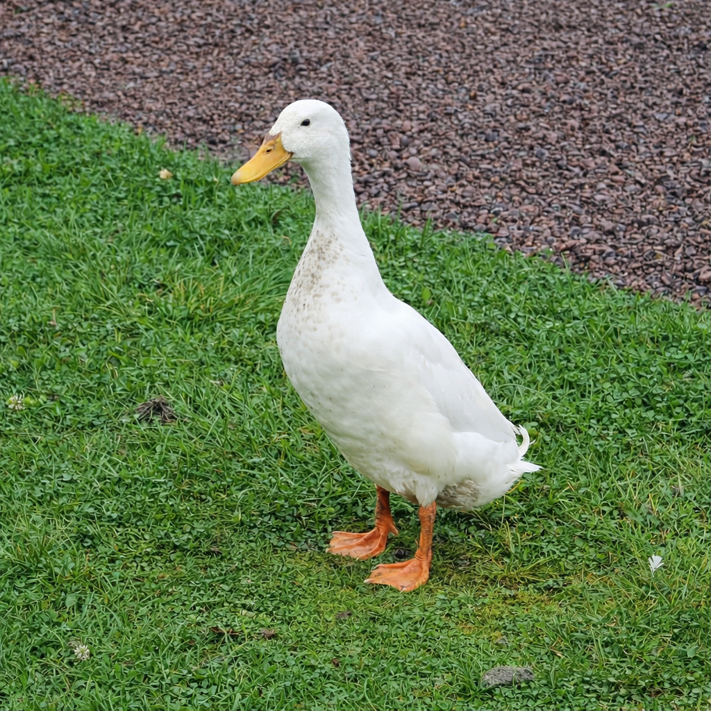 Shotgun Blues "Gunnar"