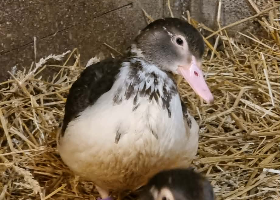 Lerhedens Born Of Silver Ashes "Aska"