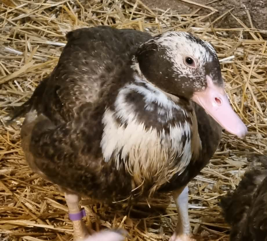 Lerhedens Rise Like A Phoenix "Fenix"