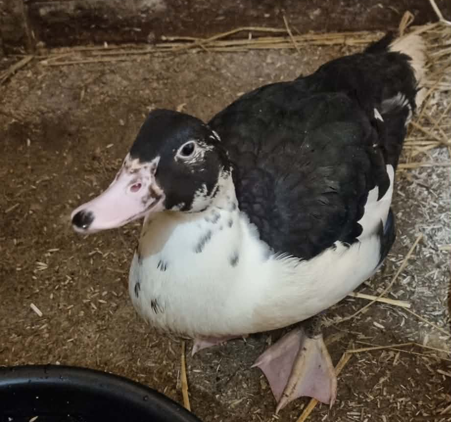 Lerhedens Helm Of Honor "Herman"