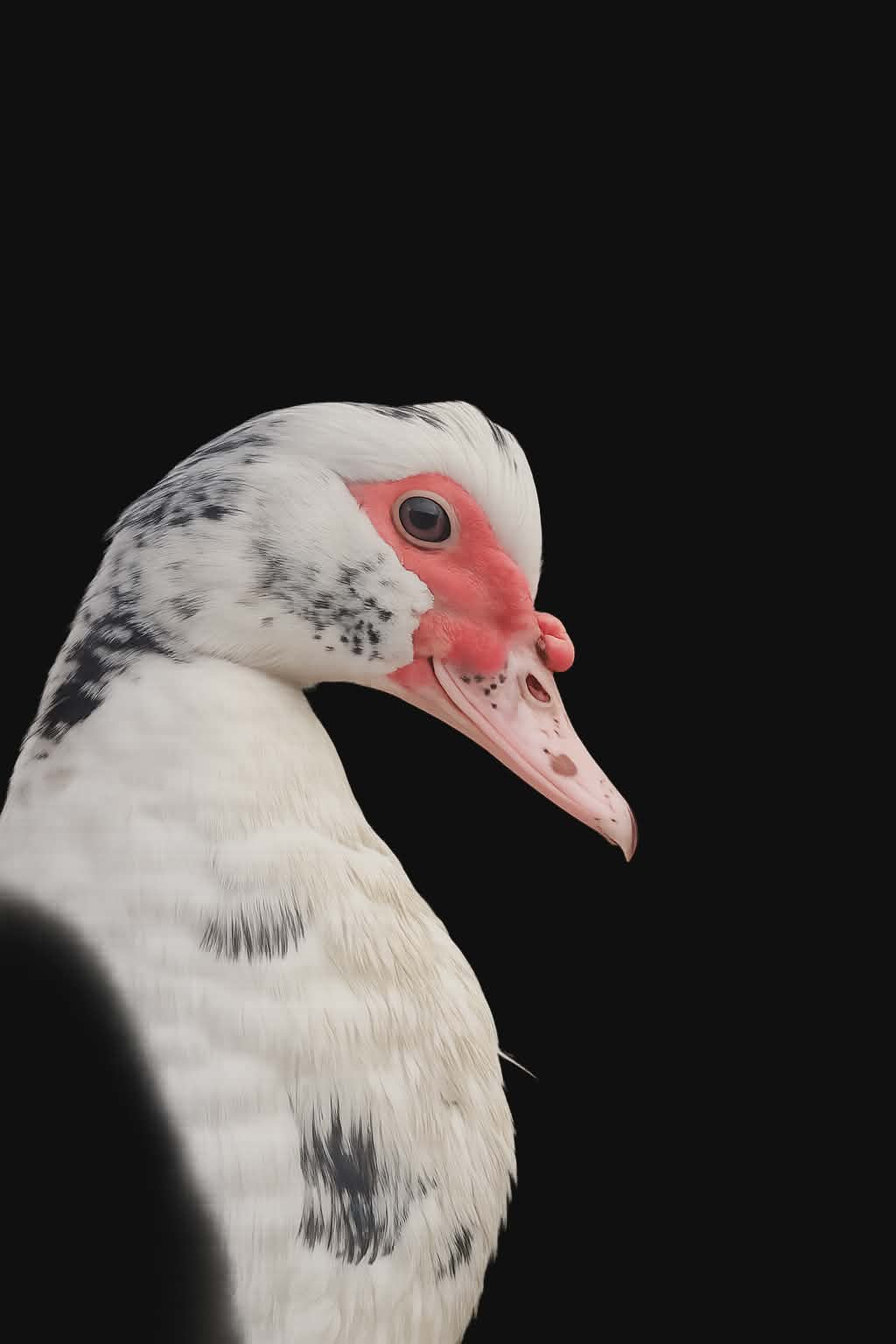 Lerhedens Raggsockan