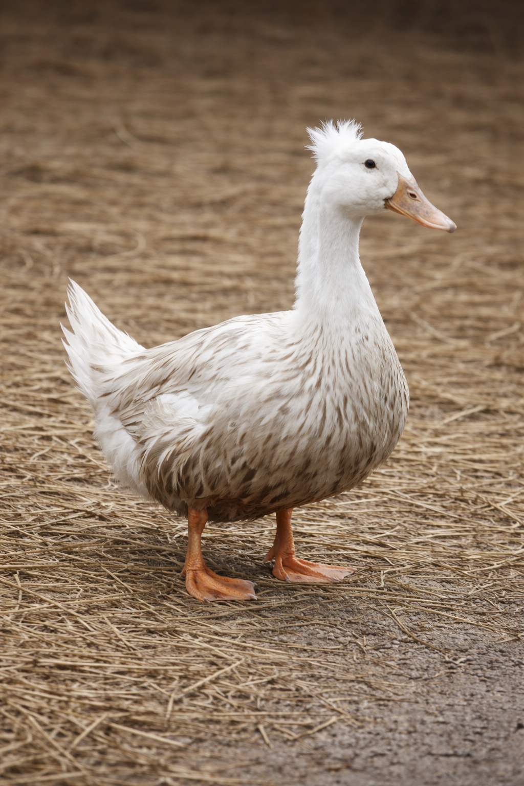 Lerhedens His Latest Flame "Fanny"