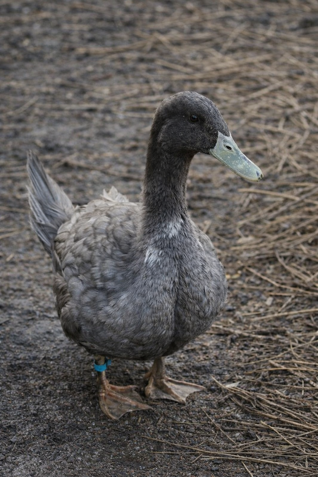 Lerhedens Blue Suede Shoes "Blue"